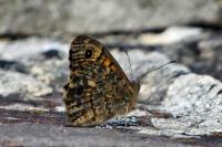 Lasiommata megera
