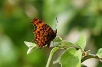 Polygonia c-album