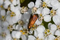Cauchas rufimitrella