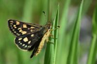 Carterocephalus palaemon