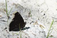 Nymphalis antiopa