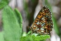 Boloria selene