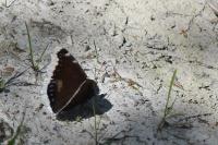 Nymphalis antiopa