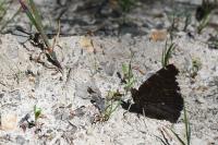 Nymphalis antiopa