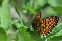 Boloria selene