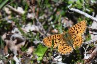 Boloria euphrosyne