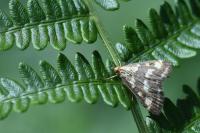 Pyrausta purpuralis