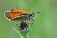 Thymelicus lineola