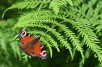 Aglais io