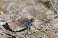 Coenonympha pamphilus