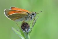 Thymelicus lineola