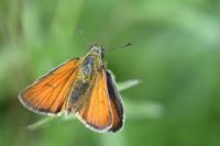Thymelicus lineola