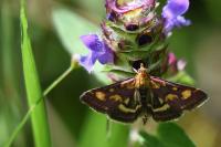 Pyrausta purpuralis