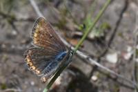 Aricia agestis