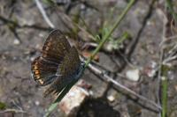 Aricia agestis