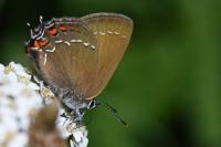 Satyrium ilicis