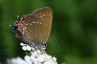 Satyrium ilicis