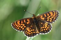Melitaea athalia