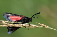 Zygaena trifolii