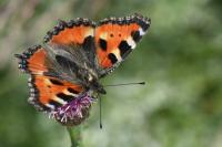 Aglais urticae