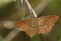 Idaea ochrata