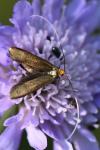 Nemophora metallica