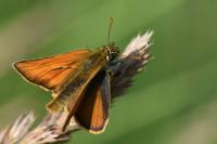 Thymelicus sylvestris