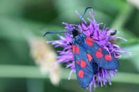 Zygaena trifolii