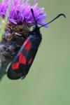 Zygaena trifolii