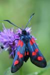 Zygaena trifolii