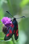 Zygaena trifolii