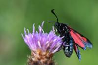 Zygaena trifolii