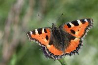 Aglais urticae