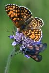 Melitaea athalia