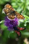 Melitaea athalia