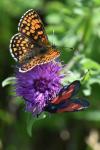 Melitaea athalia
