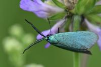 Jordanita globulariae