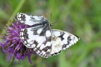 Melanargia galathea