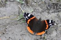 Vanessa atalanta