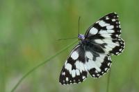 Melanargia galathea