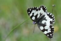 Melanargia galathea