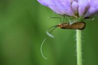 Nemophora metallica