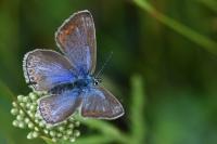 Polyommatus icarus