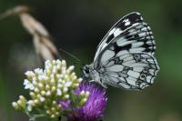 Melanargia galathea