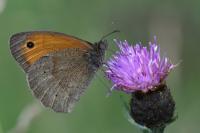 Maniola jurtina