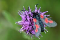Zygaena trifolii