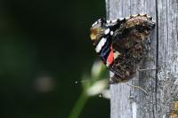 Vanessa atalanta
