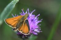 Thymelicus sylvestris
