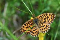 Boloria dia