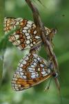 Melitaea athalia